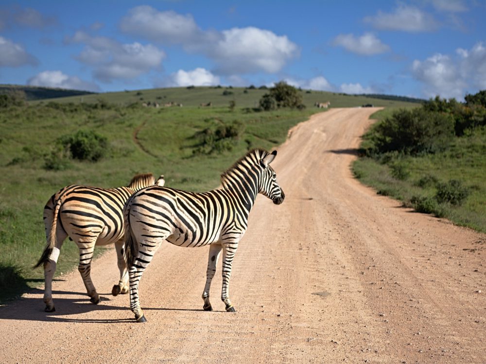 zebra-g176fbd45f_1920
